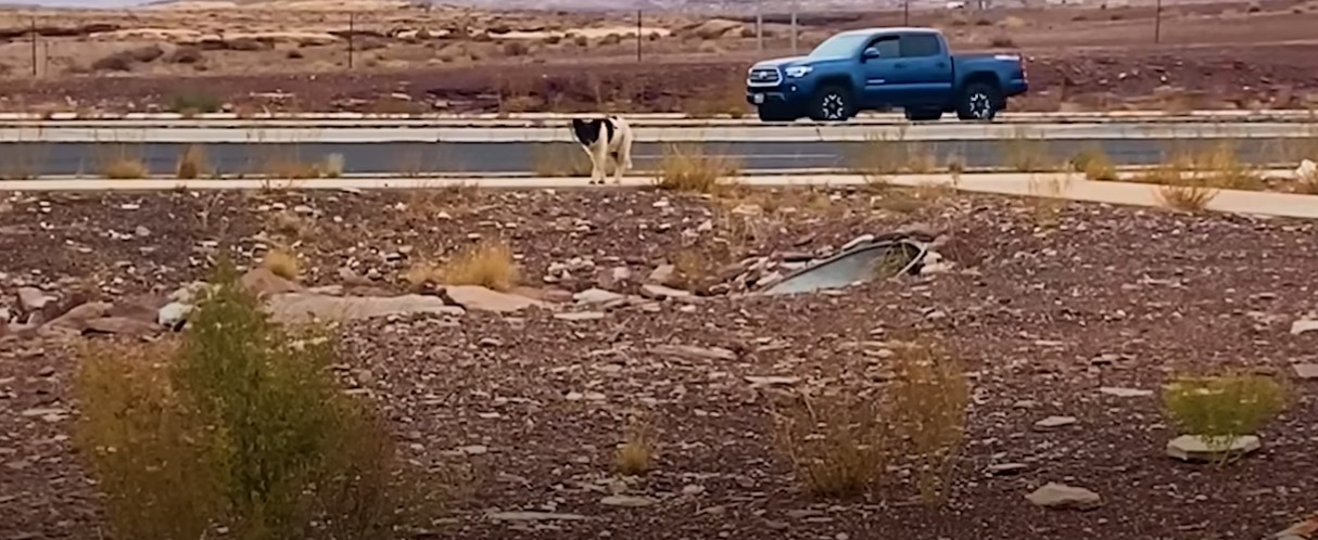 dog on the road standing