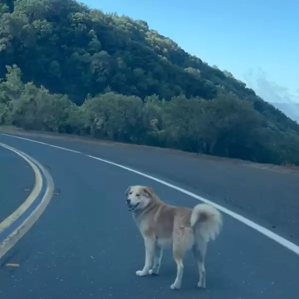 dog on the road