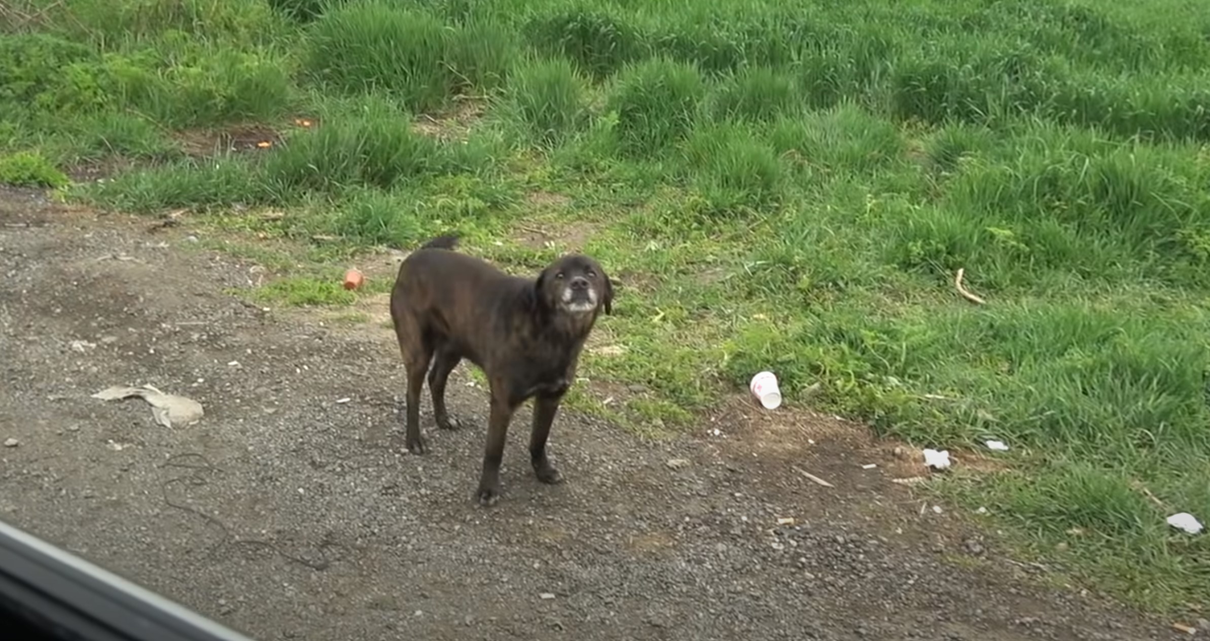 dog on the side of the road