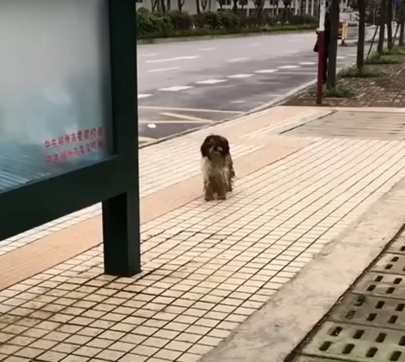 dog on the sidewalk