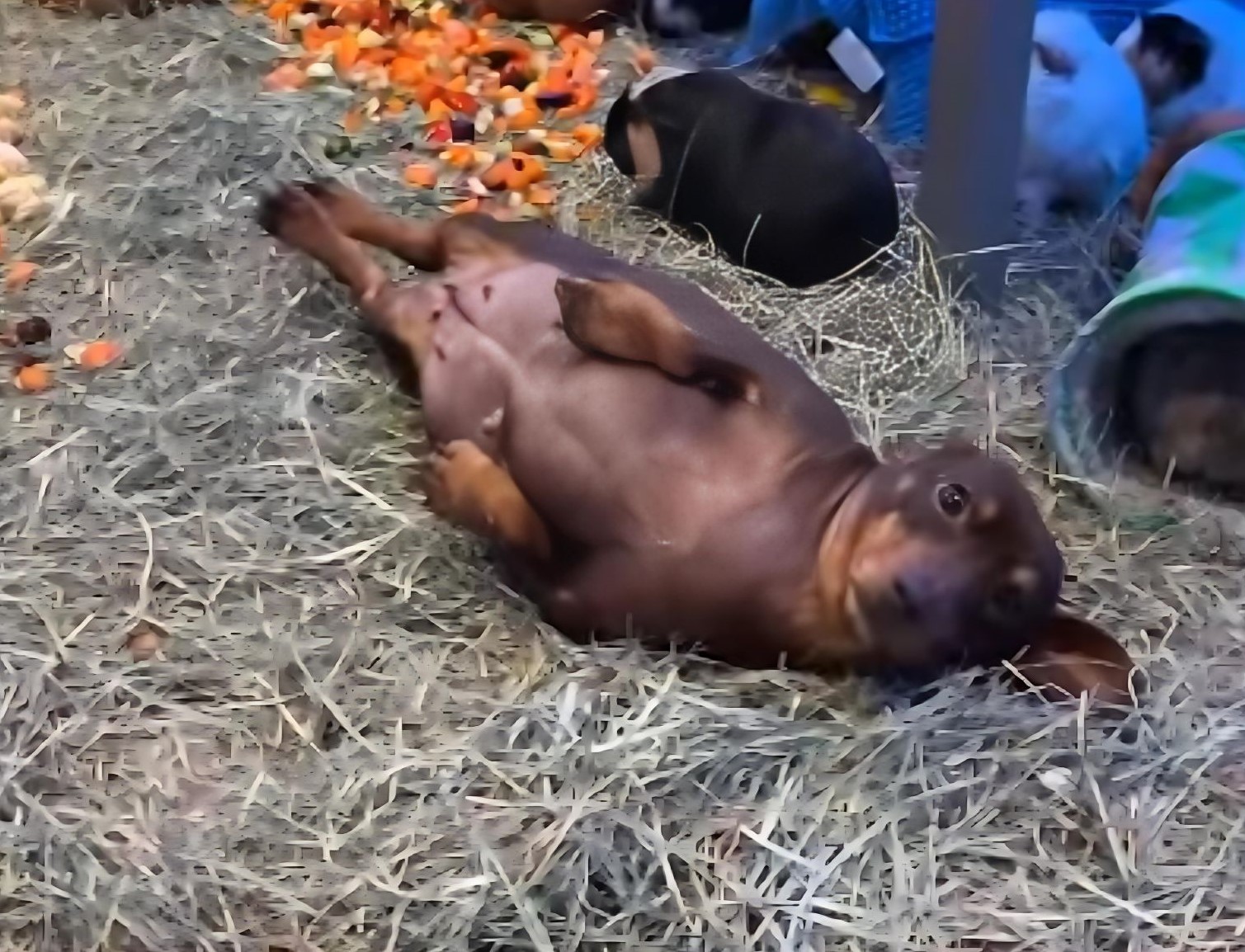 dog on the straw