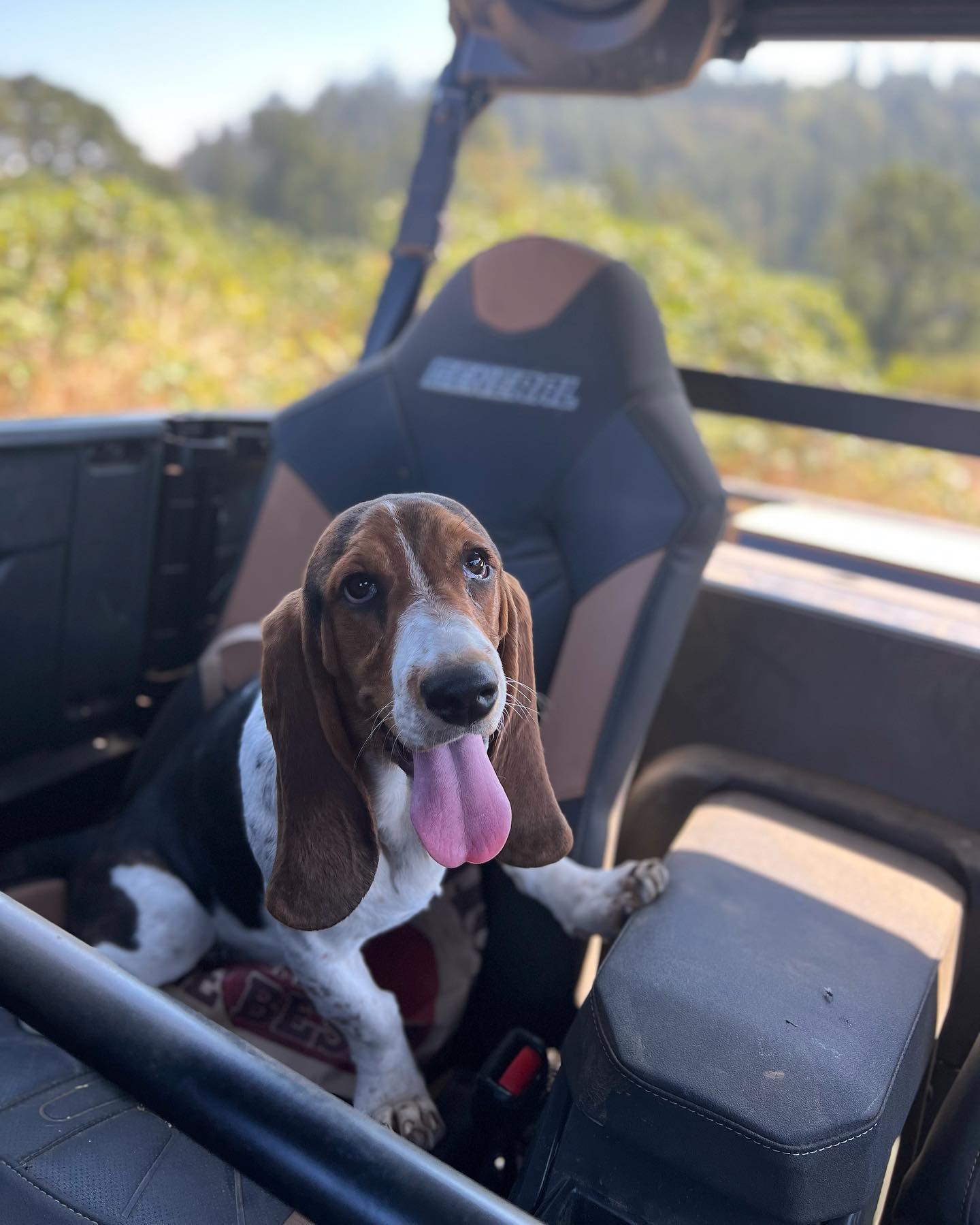 dog on the vehicle