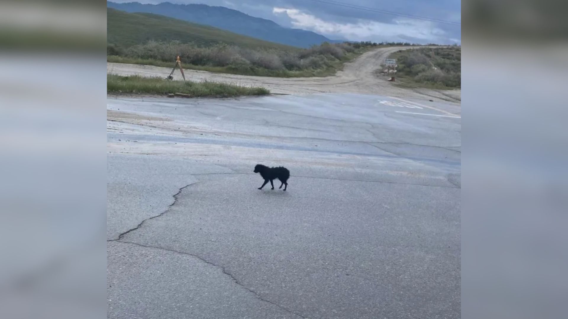 A Dog Abandoned In A Landfill Is Happy To See His Friend Again After Being Rescued