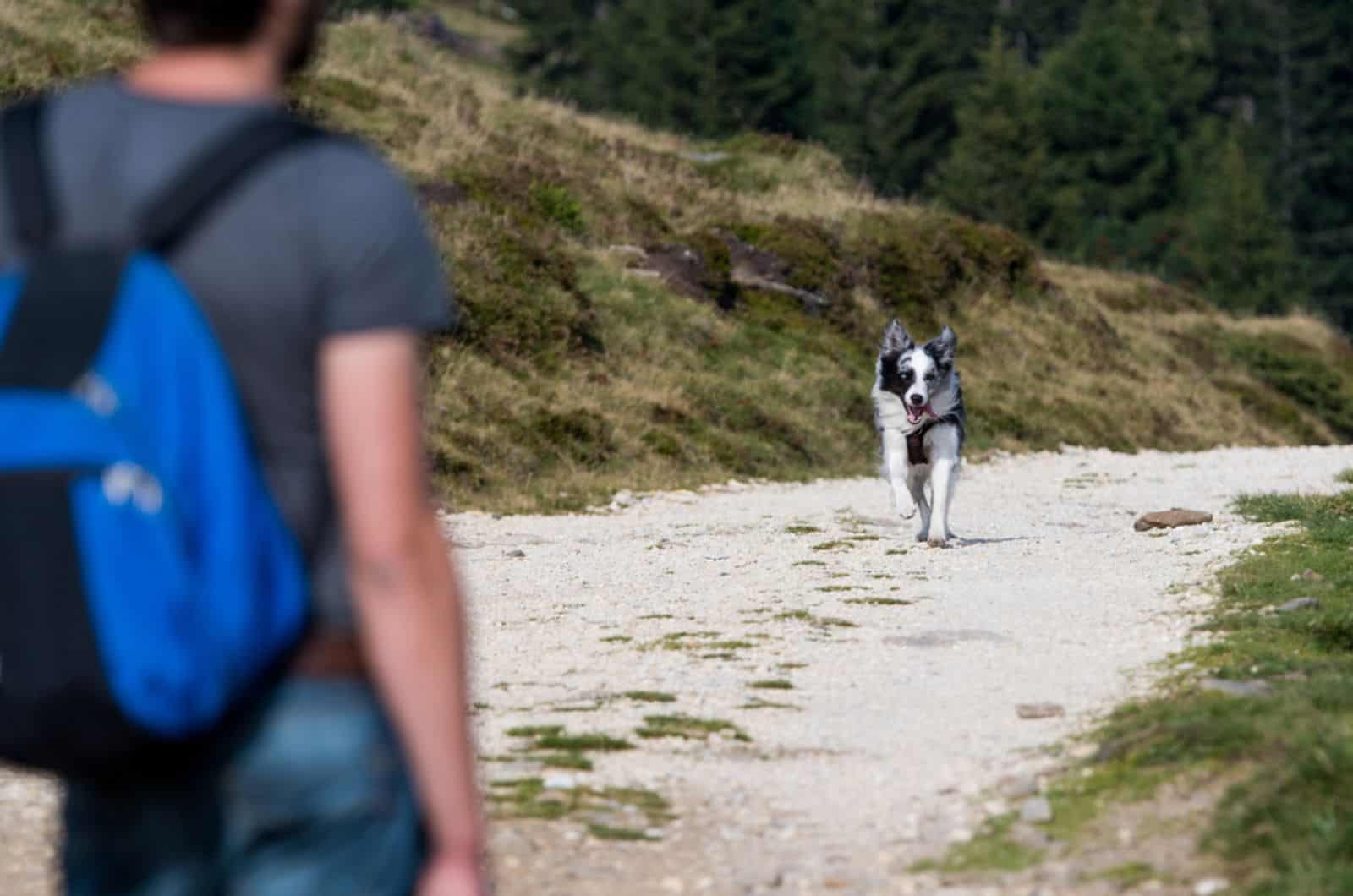 dog owner waiting his dog running toward him