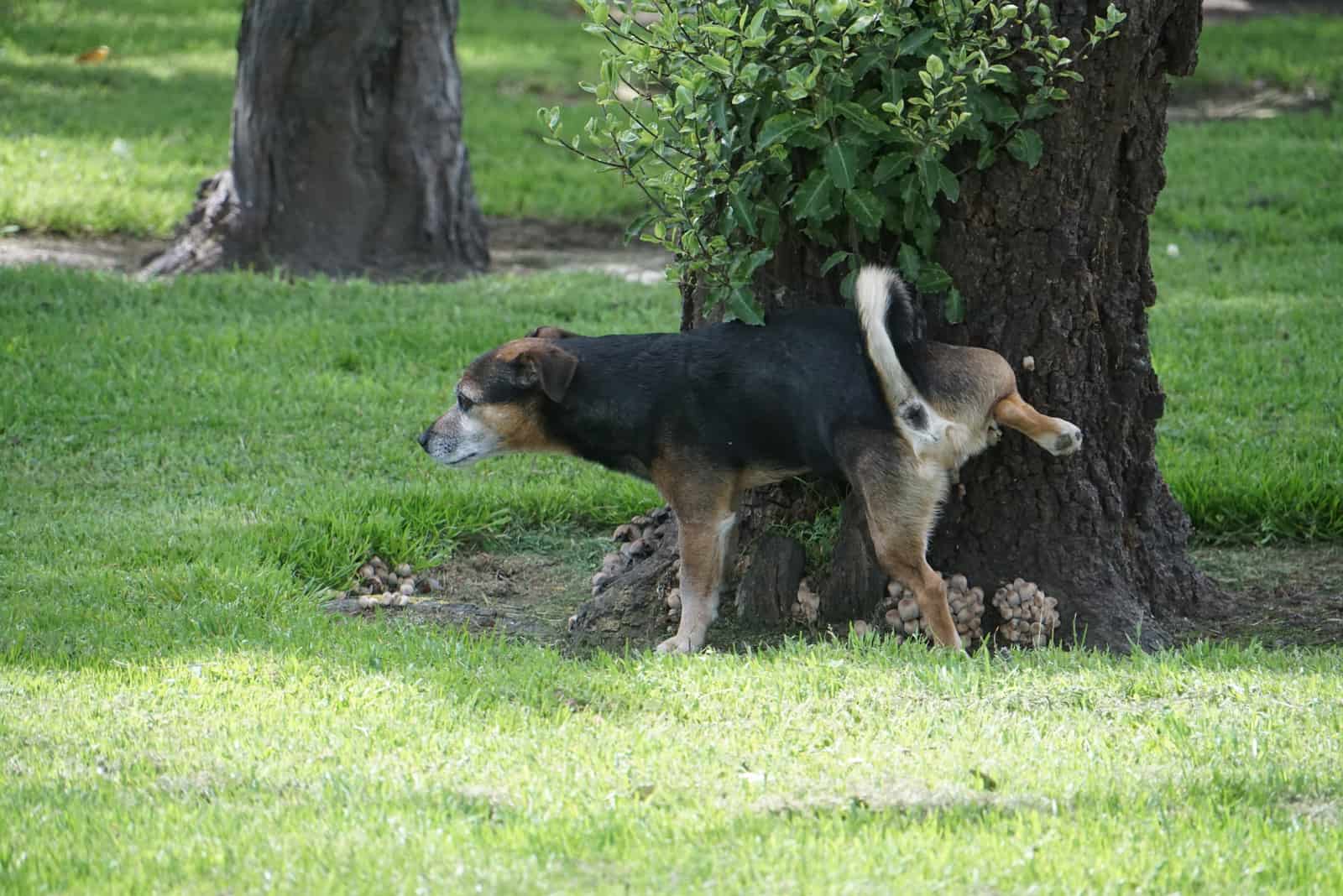 Dog peeing in the park to mark territory