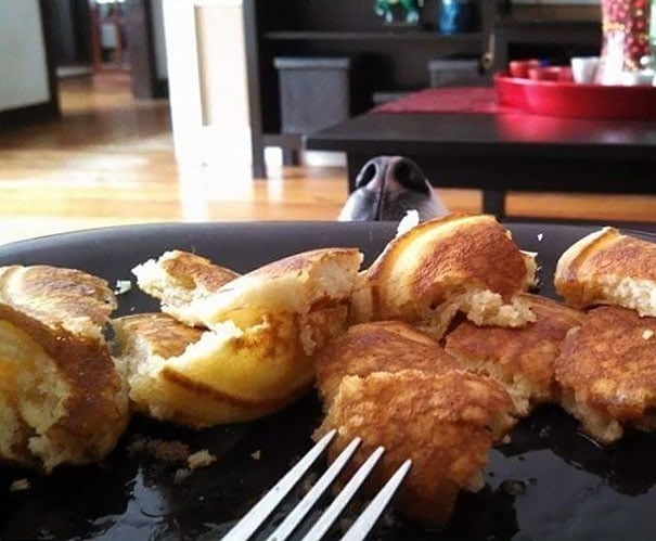 dog peeking behind plate