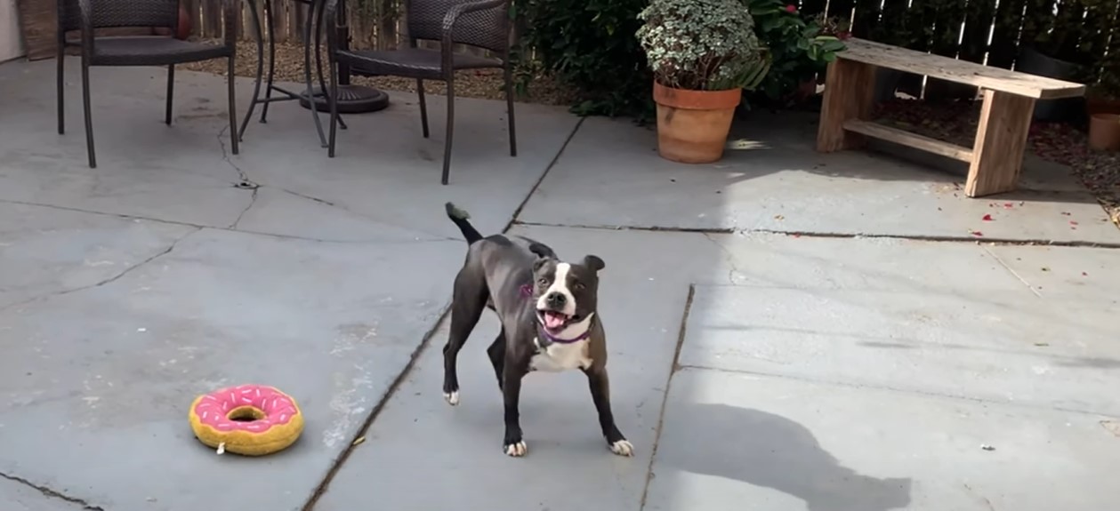 dog pepper standing next to a dog toy