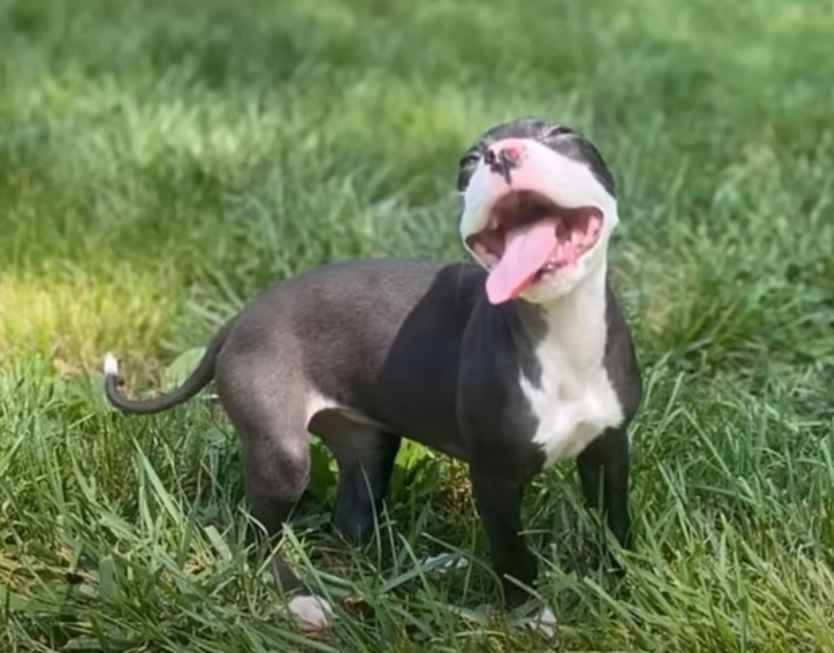 dog playing in grass