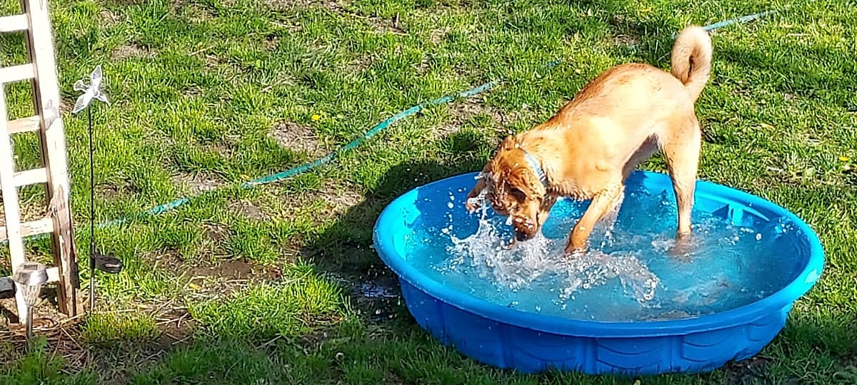 dog playing in water at sunny day