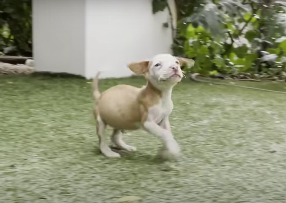 dog playing on grass