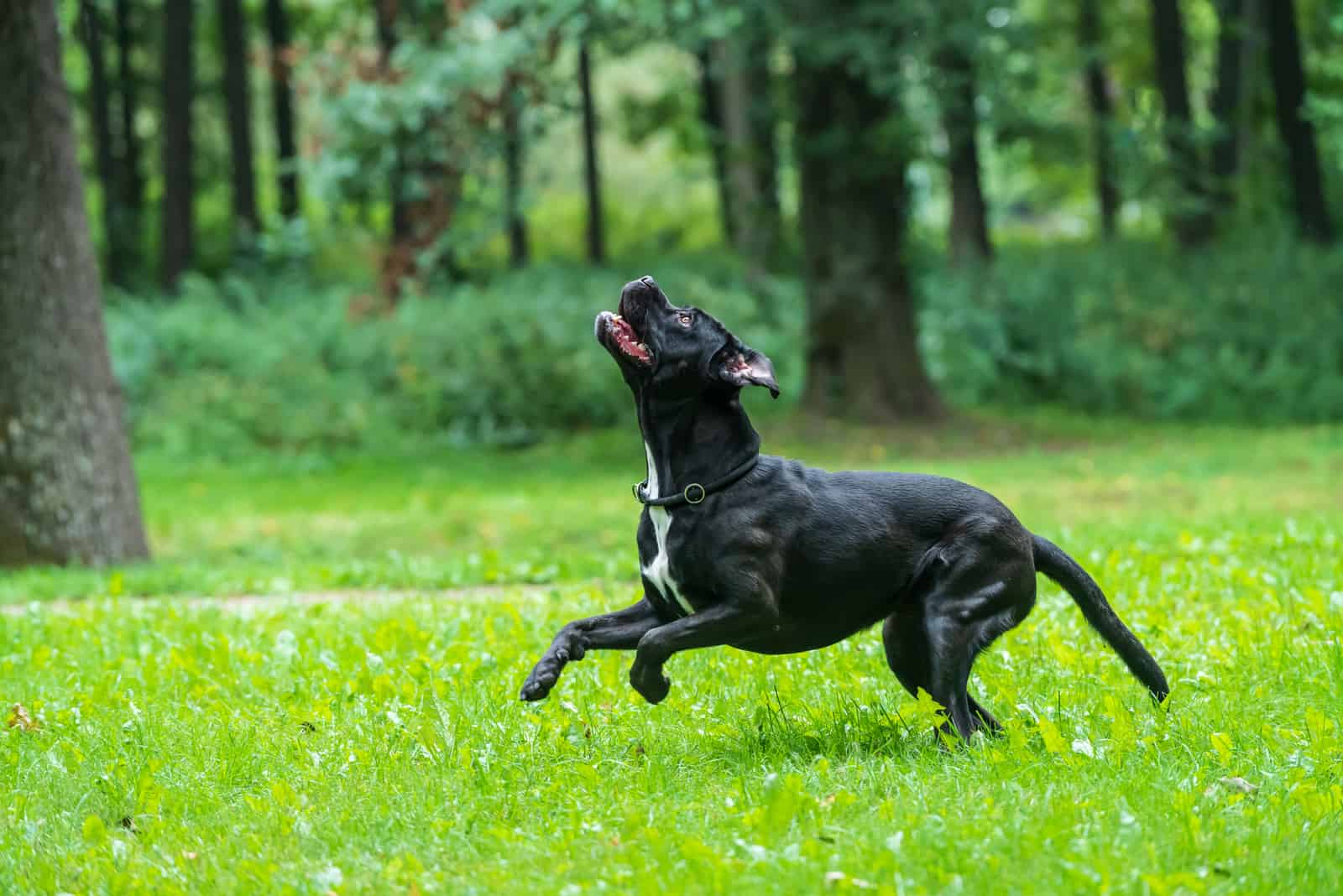 dog playing outside in grass