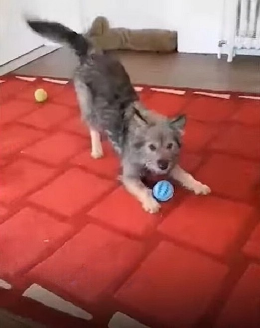 dog playing with a ball