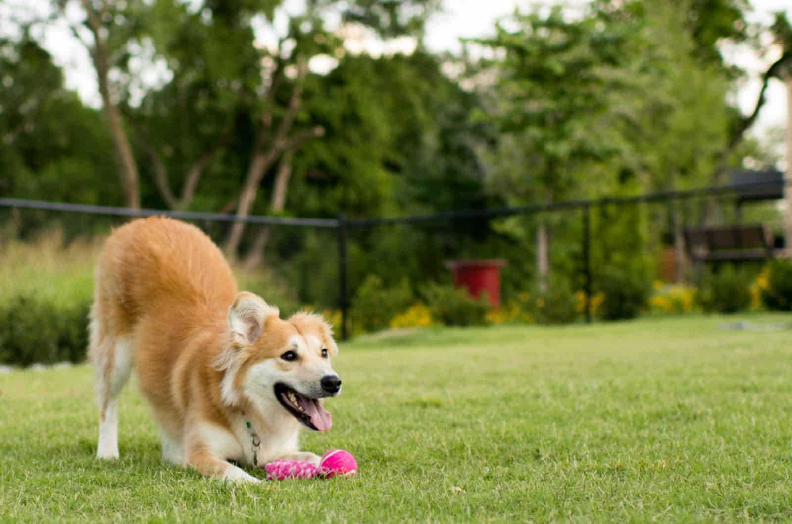 dog playing with a toy in the garden