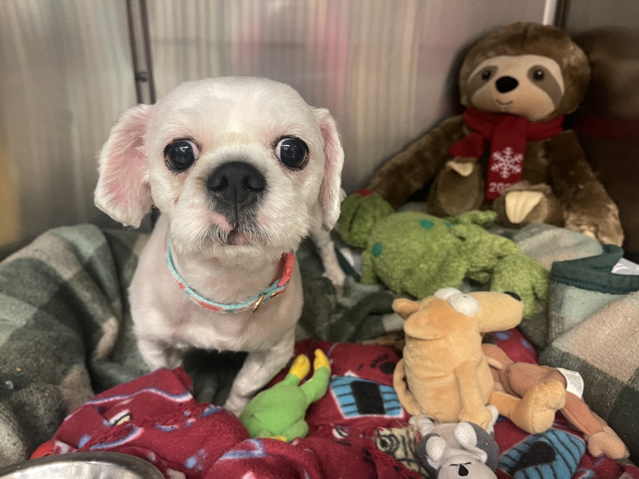 dog playing with his toys