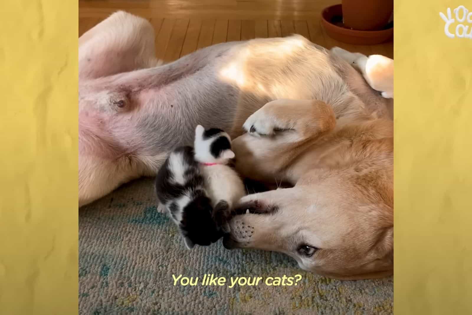 dog playing with kittens