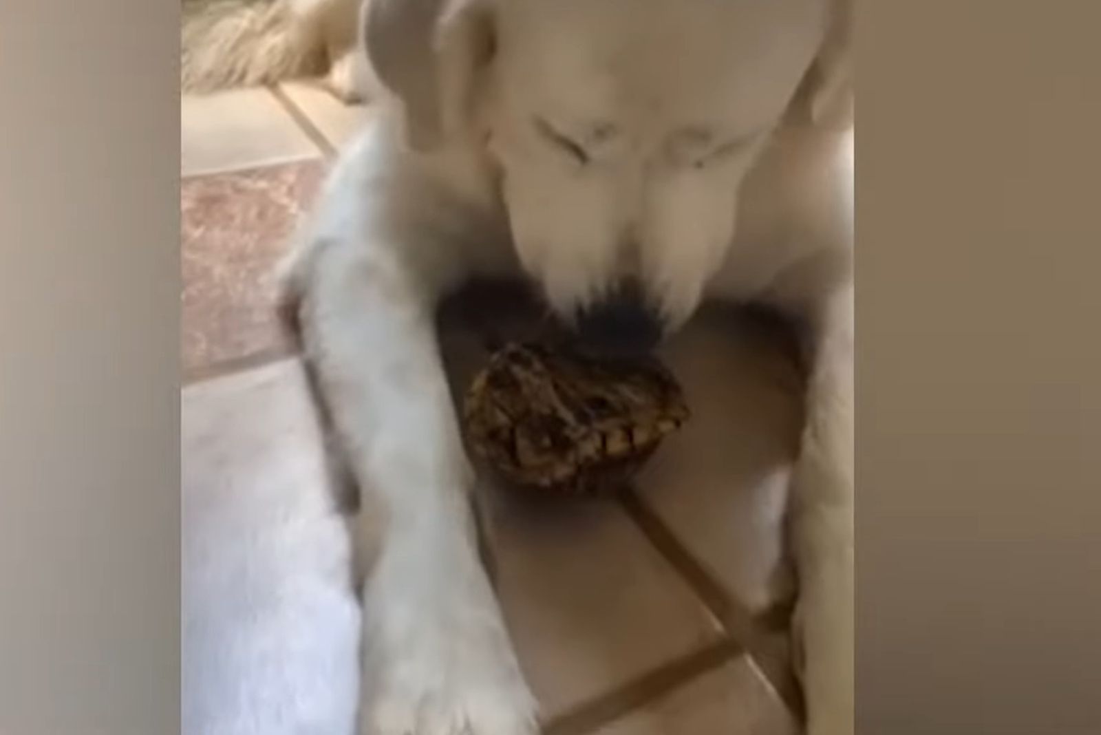 dog playing with turtle