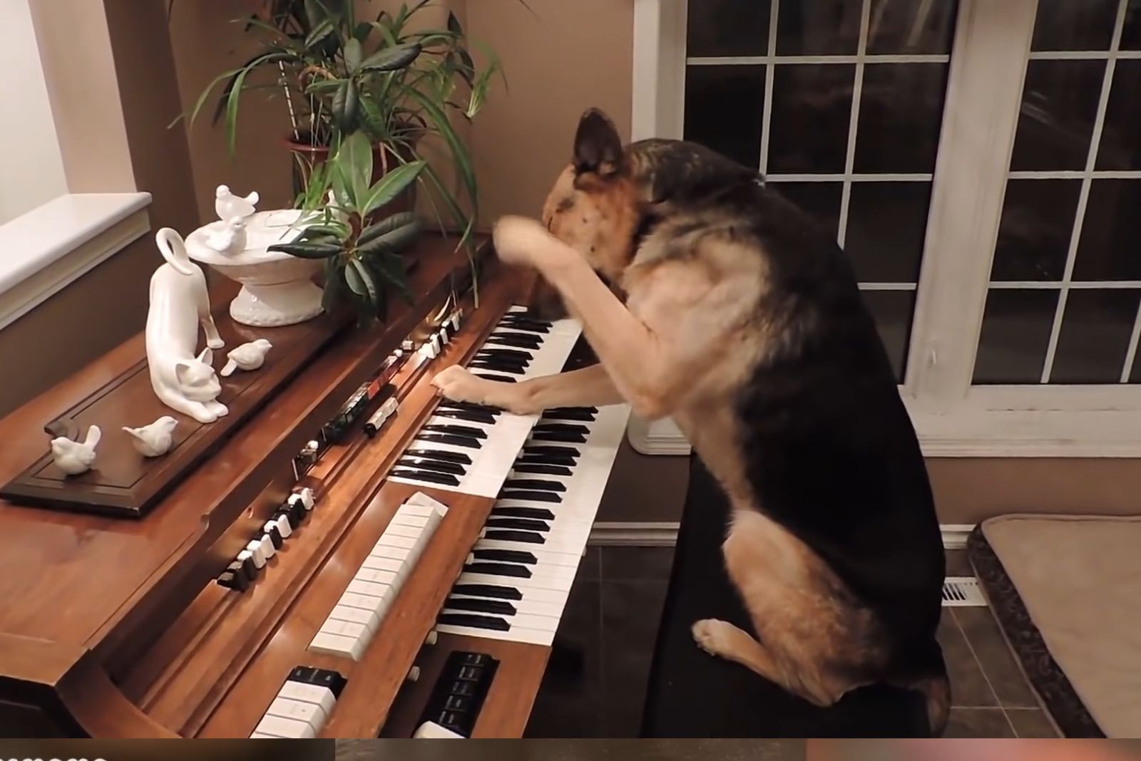 dog plays on the piano