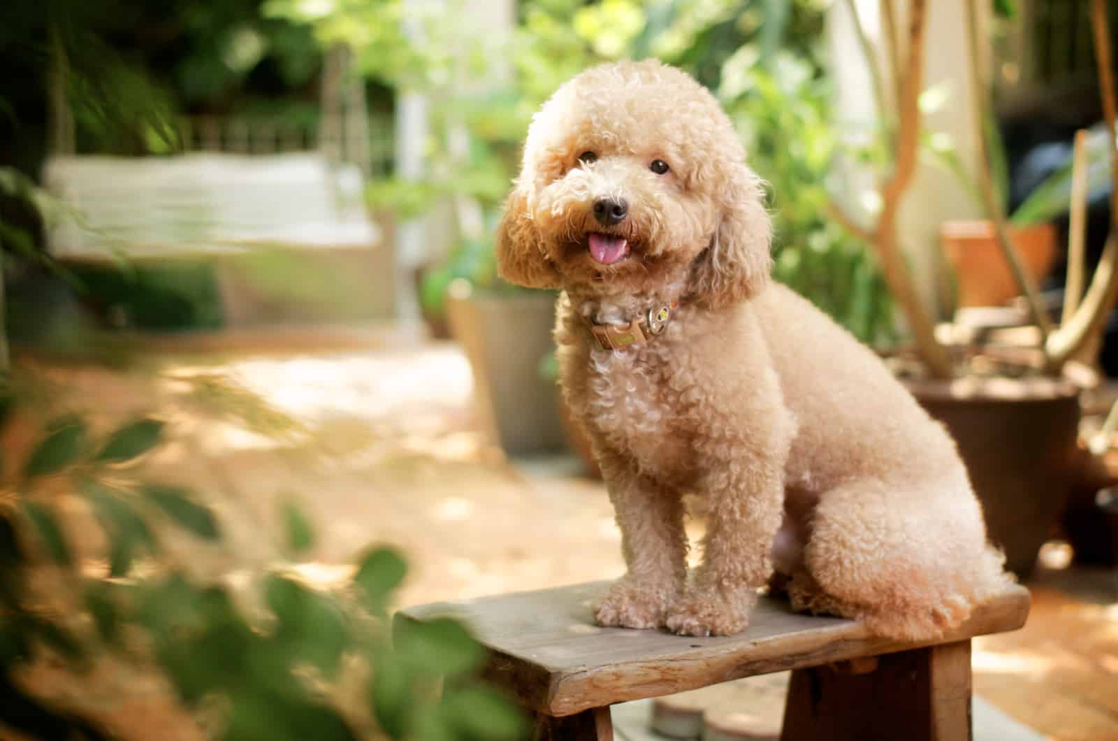 dog poodle in the garden