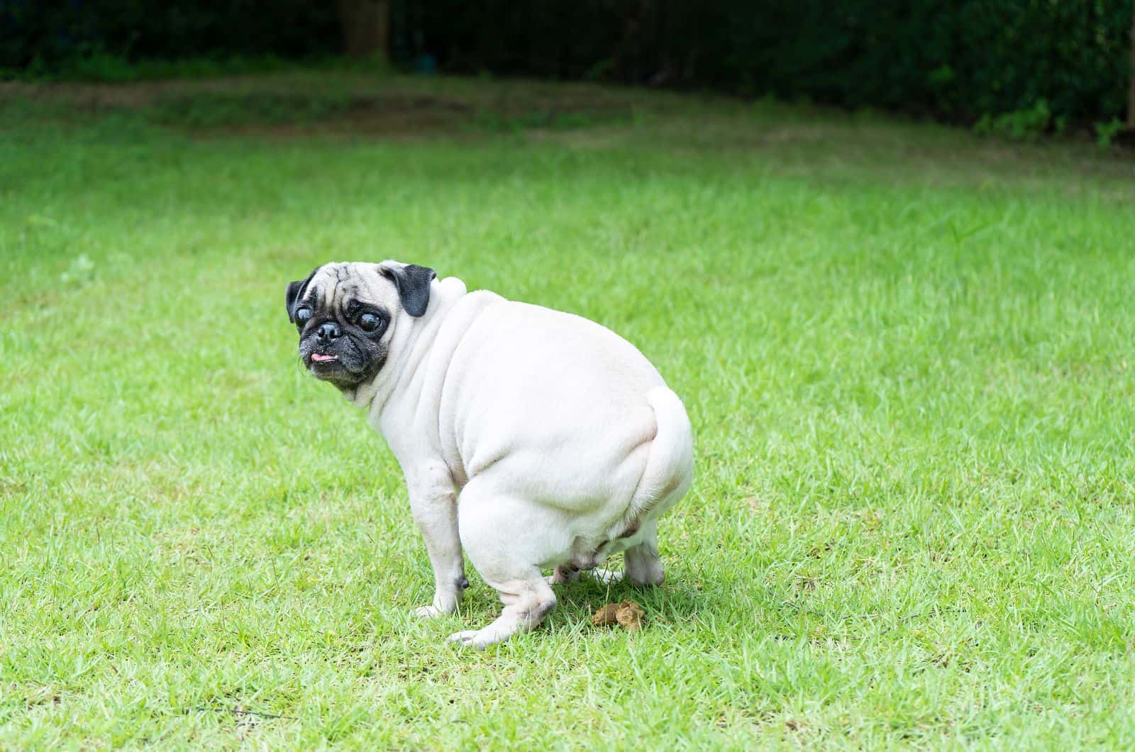 dog pooping and looking back