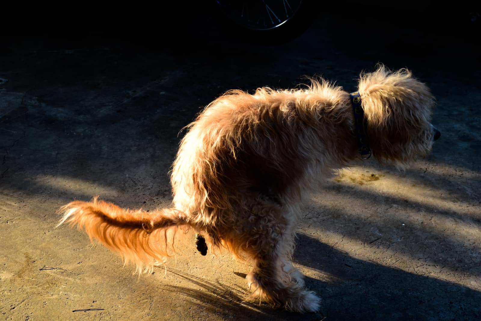 dog pooping in dark