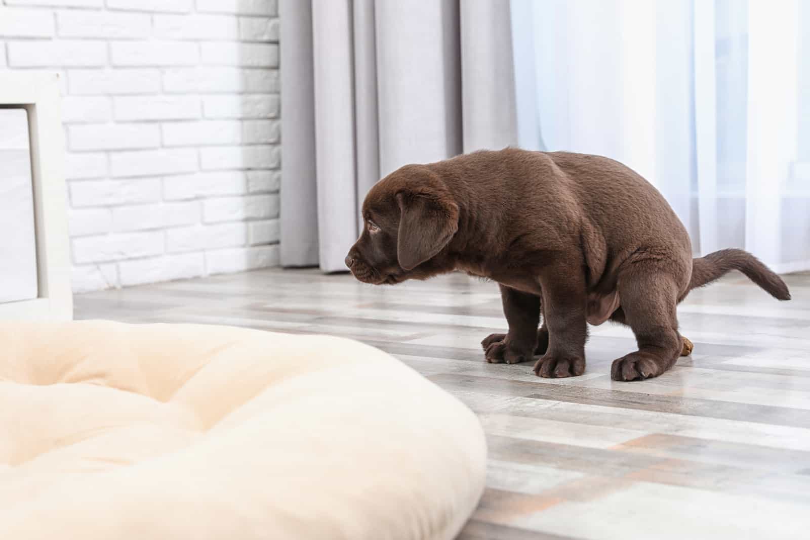 dog pooping on floor inside house