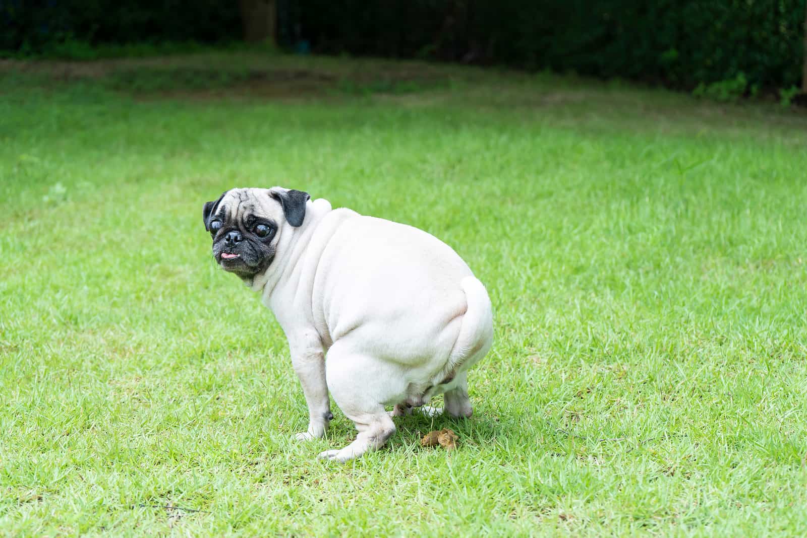 dog pooping on grass