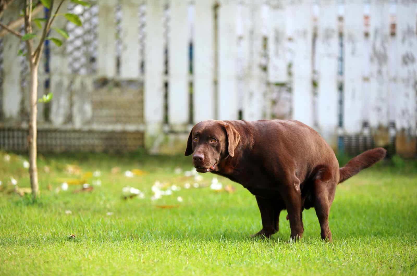 dog pooping outside