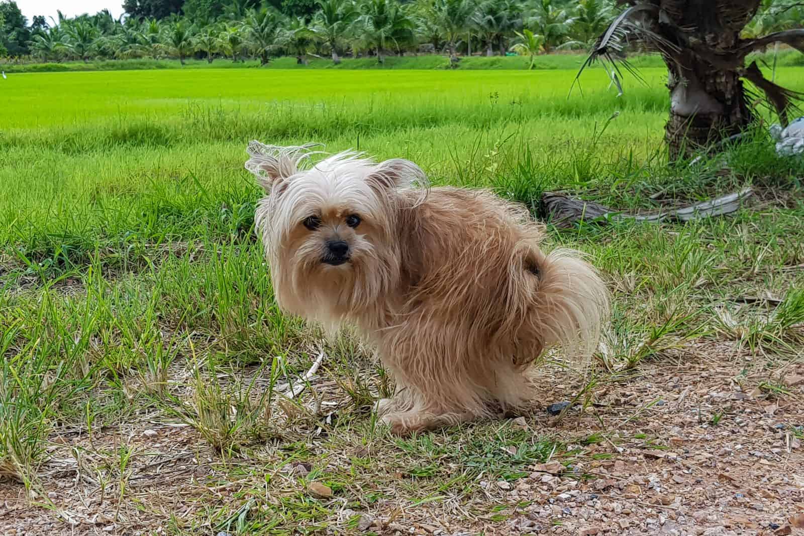 dog poops outdoors