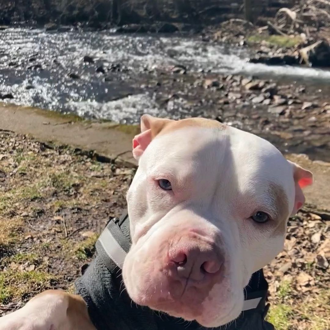 dog posing for picture near river