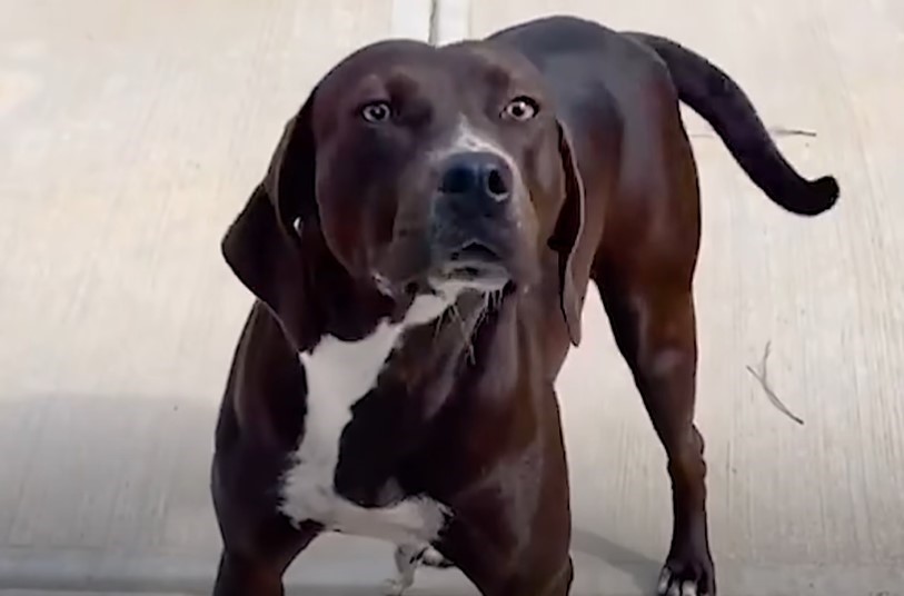 dog posing for picture