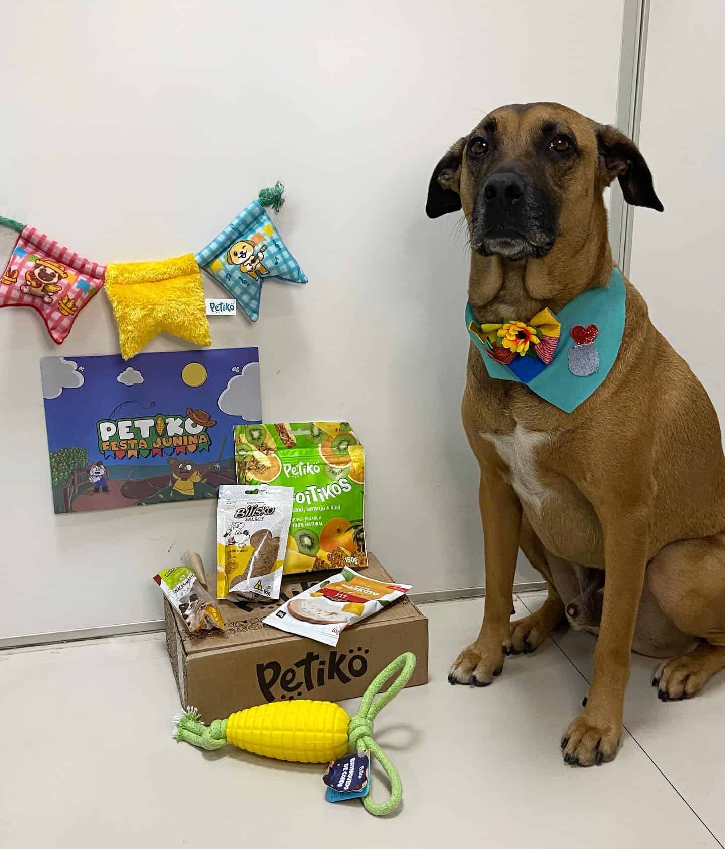 dog posing with gifts