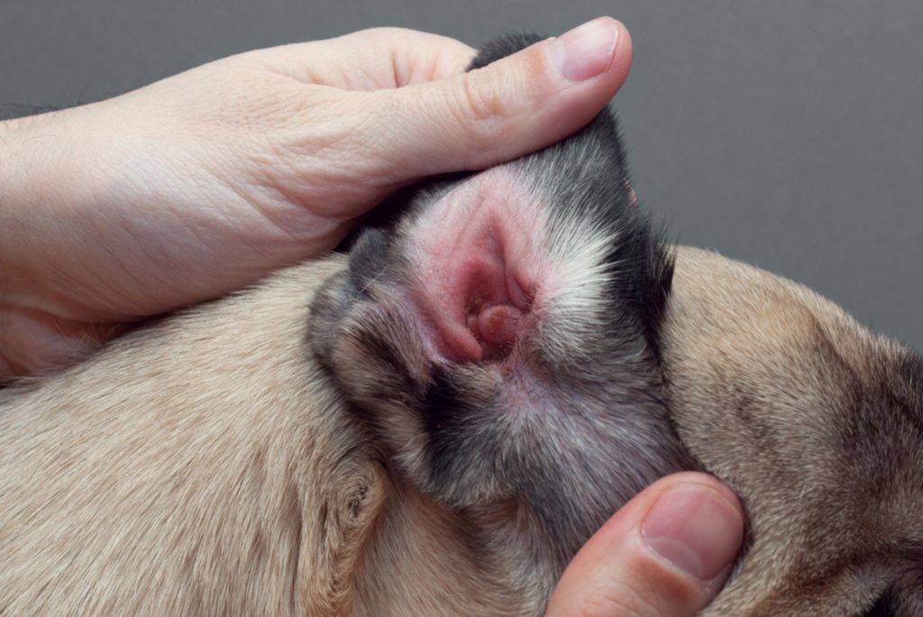 Dog pug with red ear