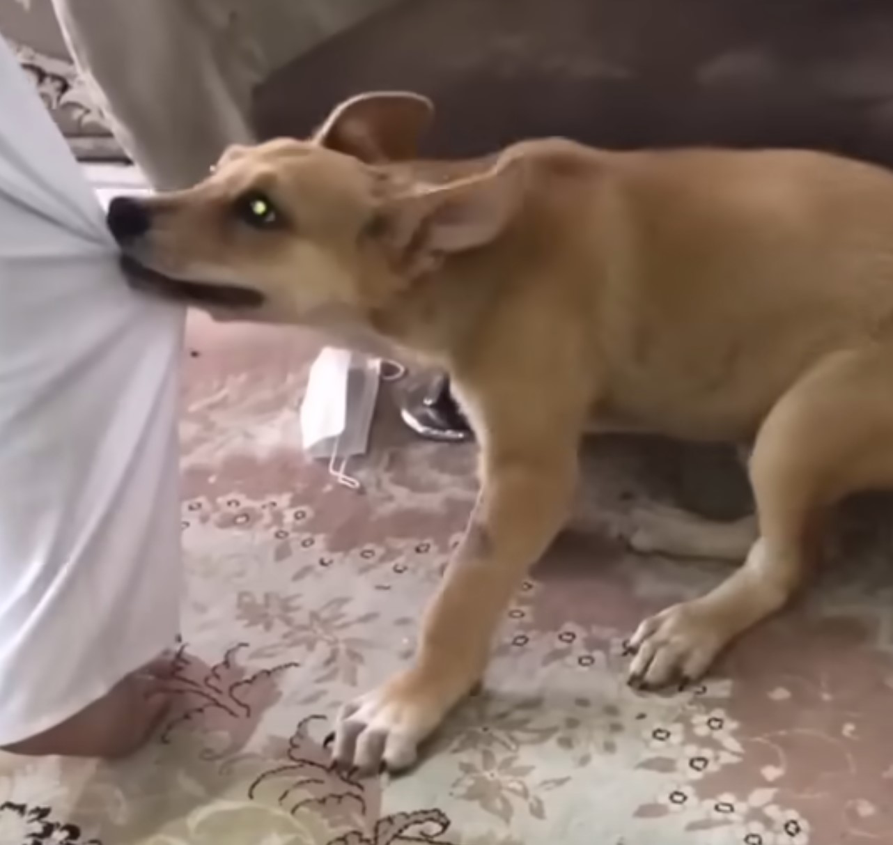 dog pulling on white sheet