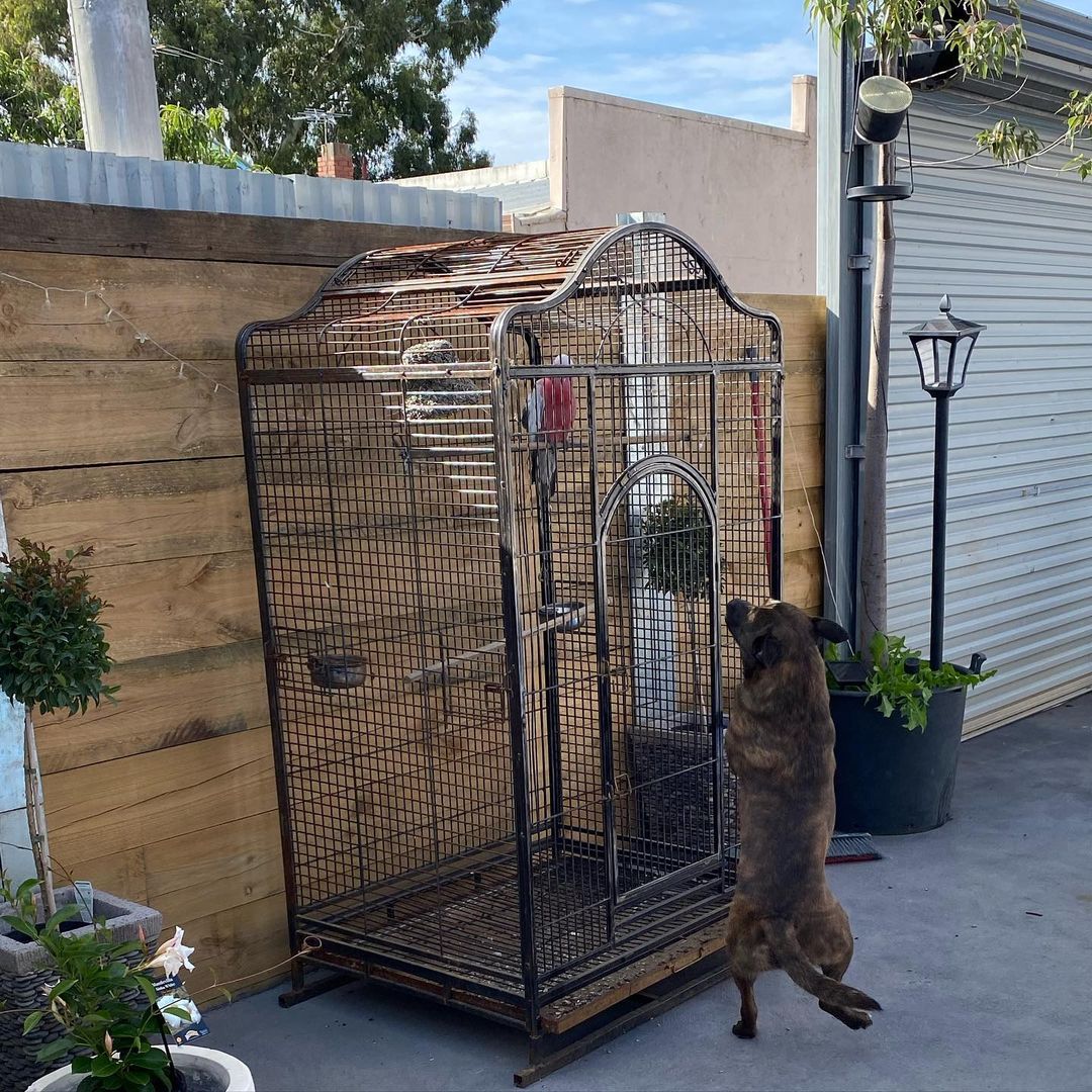 dog reaching up to parrot in cage