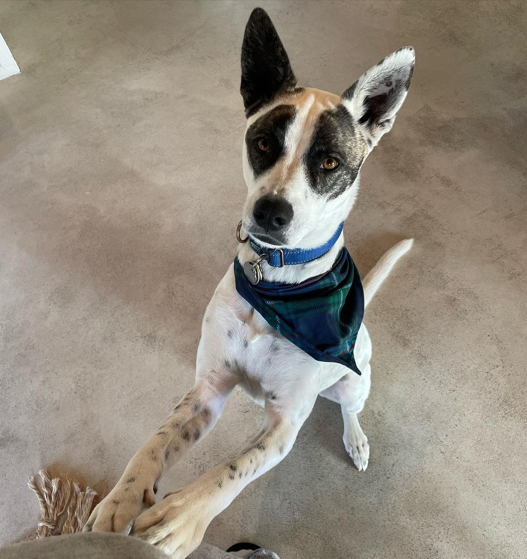 dog reaching up with his front paws