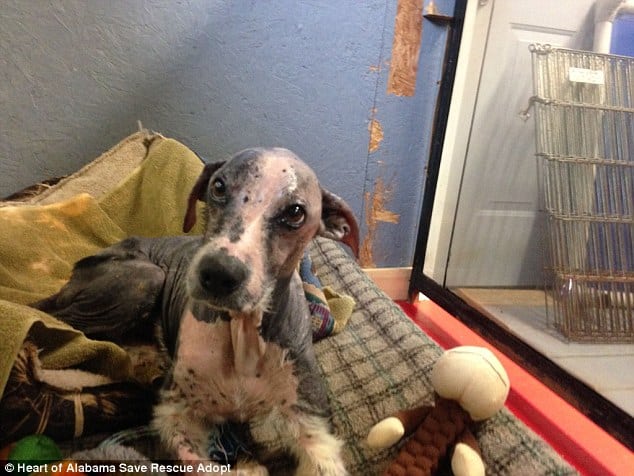 dog recovering from mange resting in a bed