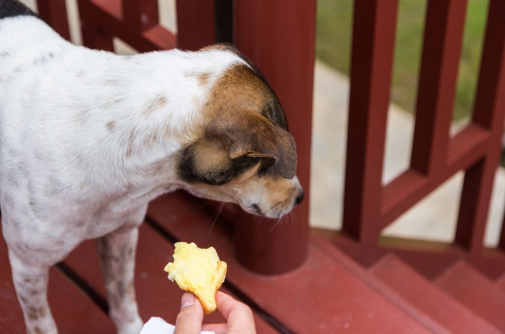 dog refuses to eat and turns his head away