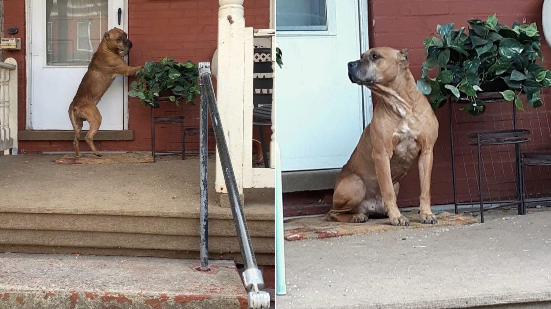 Abandoned Dog Stayed In His Old House Hoping The Owners Would Return For Him