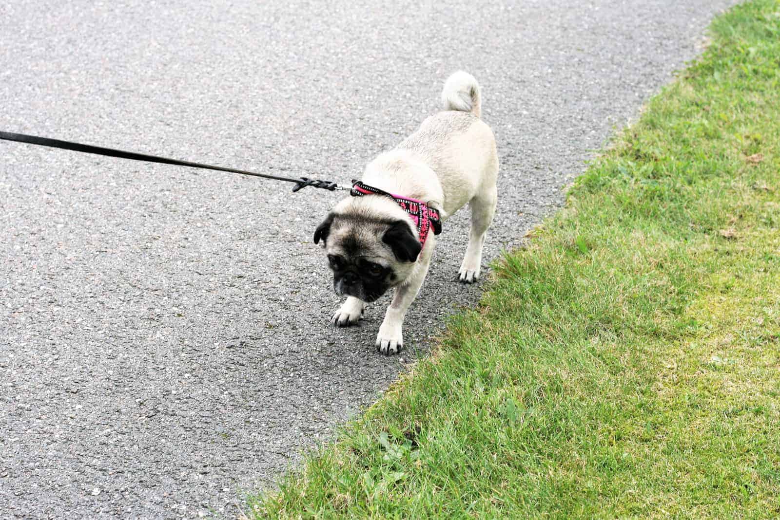 dog refuses to walk on street