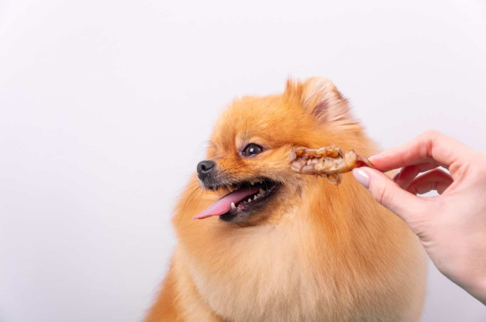 dog refuses treat turns his head away