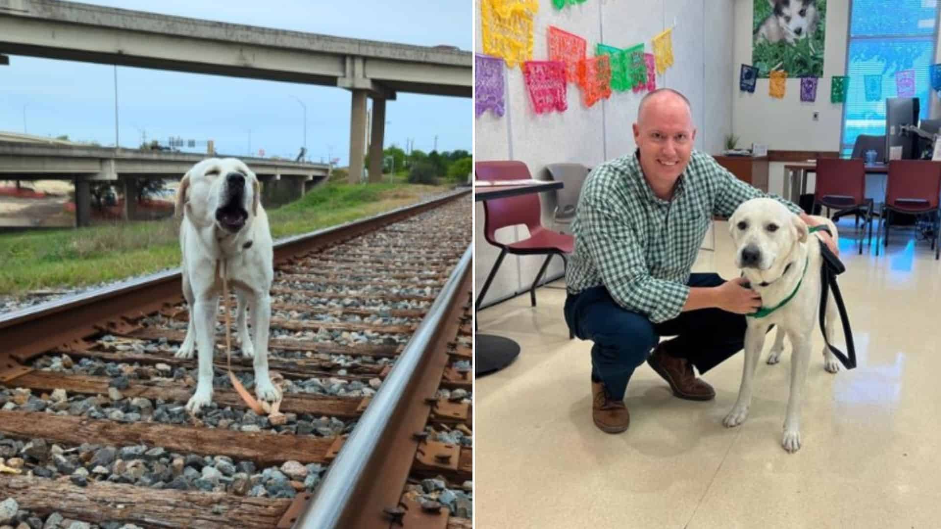 Kind-Hearted Officer Saves A Labrador From Railroad Tracks  