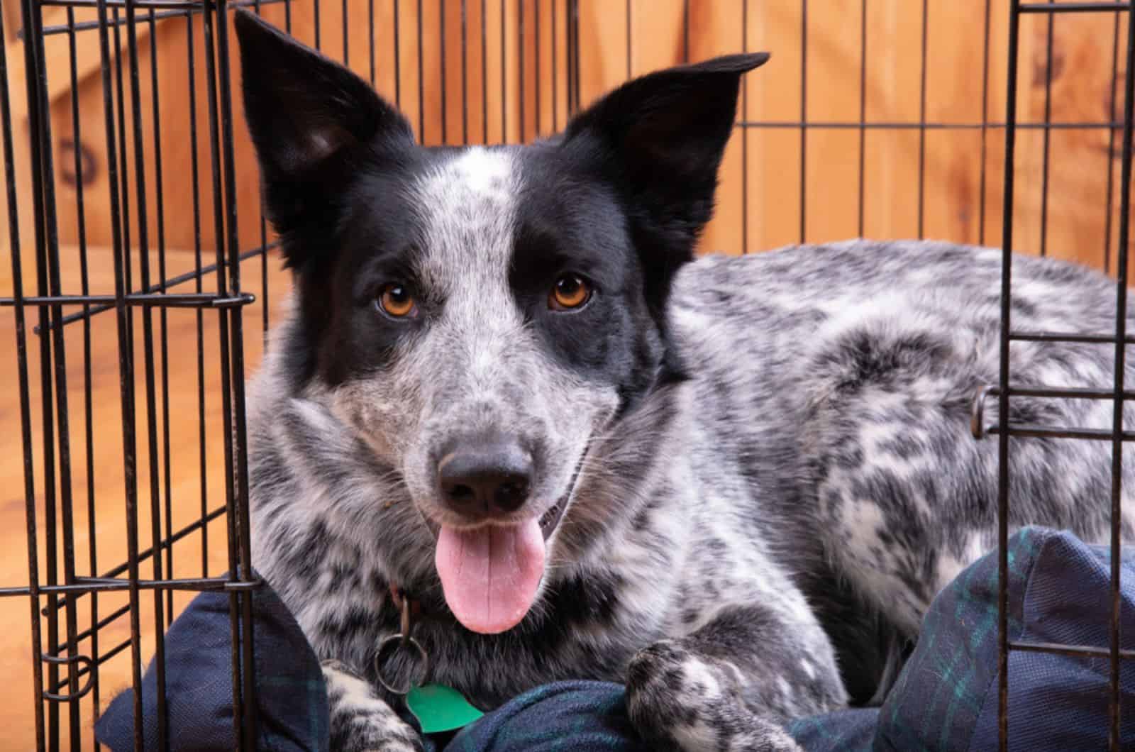 dog resting in open crate in house