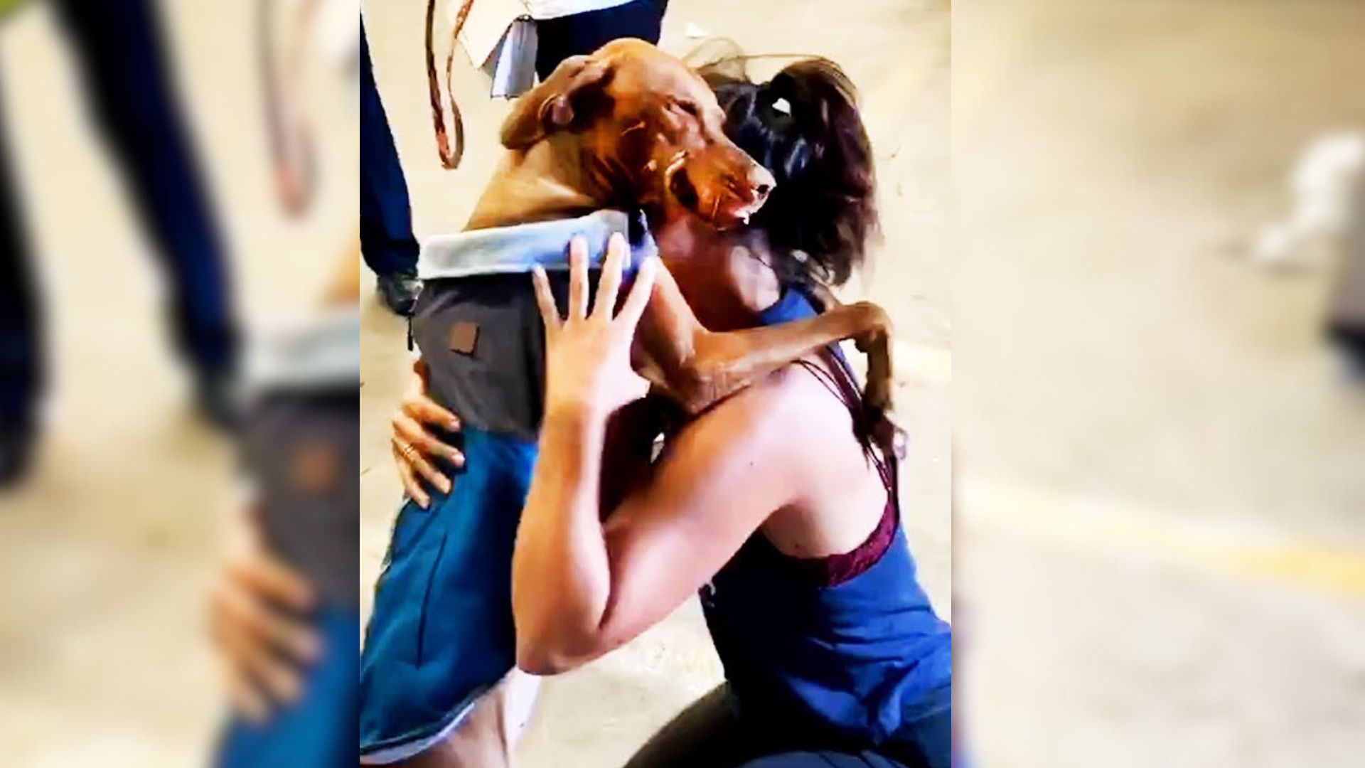 Dog Reunited With Her Beloved Owner Hugged Her Tightly And Did Not Want To Let Her Go