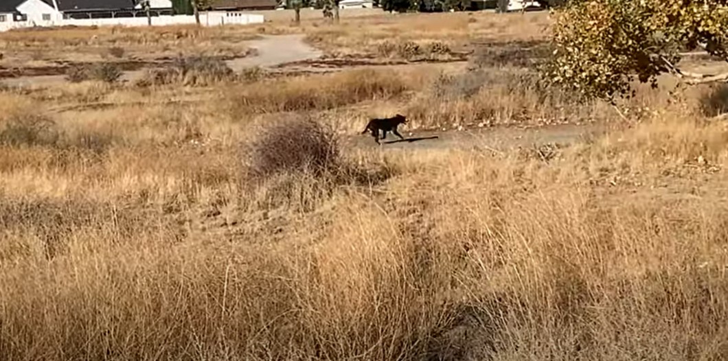 dog running in the field