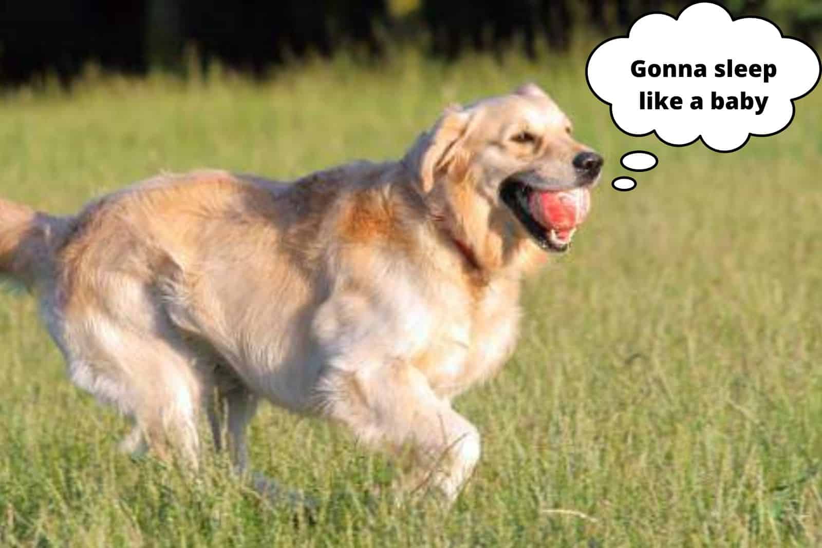 dog running on a meadow with a ball in his mouth