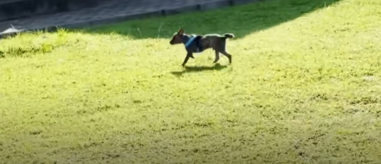 dog running on the grass