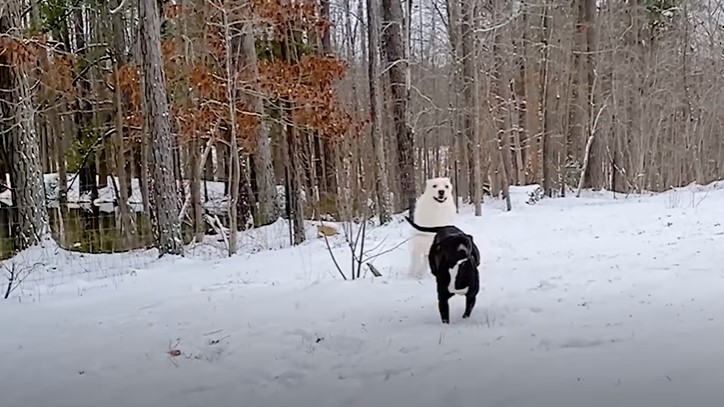 dog running on the snow