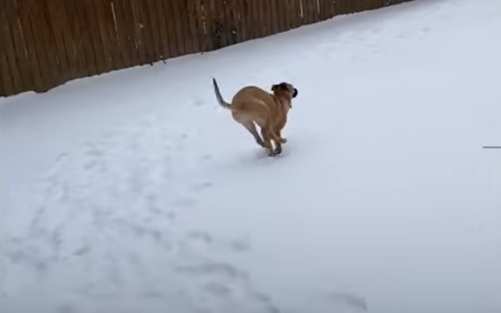 dog running on the snow