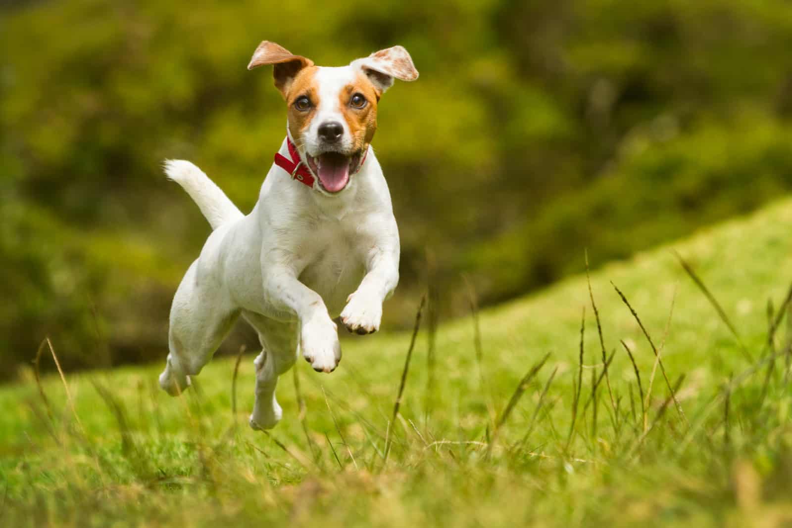 dog running through yard