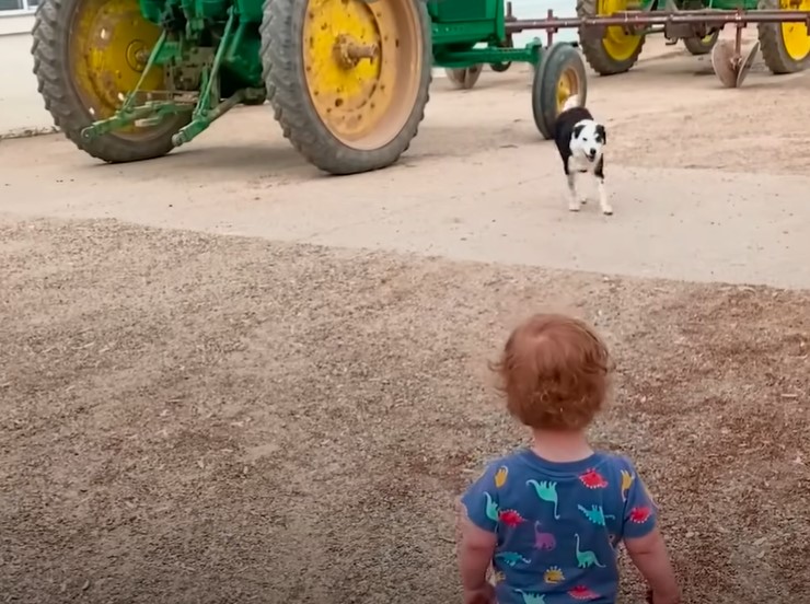 dog running to a child